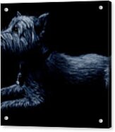 Highland Terrier Acrylic Print
