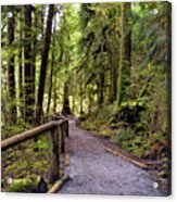 Hiking Trail Through The Wet Firest Acrylic Print