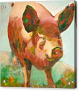 Hog Advisor Acrylic Print