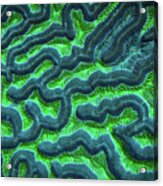 Honduran Brain Coral Acrylic Print