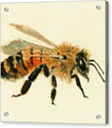 Honey Bee Painting Acrylic Print