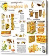 Honey Bees Infographic Acrylic Print