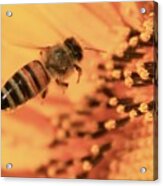 Honeybee And Sunflower Acrylic Print