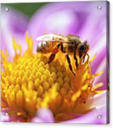 Honeybee On A Dahlia Flower Acrylic Print