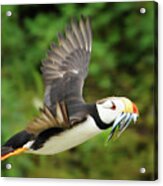 Horned Puffin Acrylic Print
