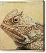 Horned Toad Acrylic Print