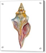 Horse Conch Shell Acrylic Print