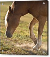 Horse Pawing In Pasture Acrylic Print
