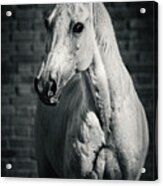 Horse Portrait On The Brick Background Ii Acrylic Print