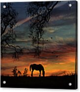 Horse Sunrise And Oak Trees With Birds Pasture Acrylic Print
