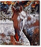 Horse 2 Acrylic Print