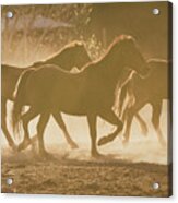 Horses And Dust Acrylic Print