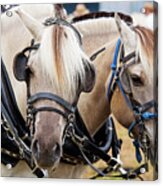 Horses At Progress Days Acrylic Print