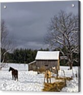 Horses In Snow Acrylic Print