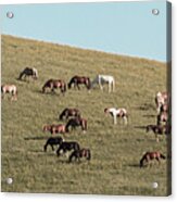 Horses On The Hill Acrylic Print