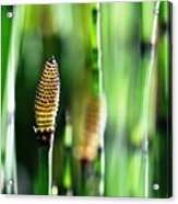 Horsetail Acrylic Print