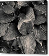 Hosta I Toned Acrylic Print