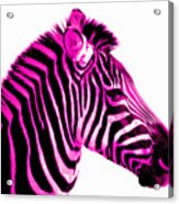 Hot Pink Zebra Acrylic Print