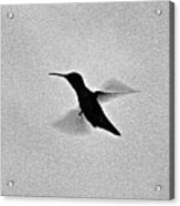 Hover Of The Hummingbird Acrylic Print