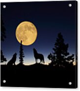 Howling At The Moon Acrylic Print