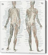 Human Musculature System Acrylic Print