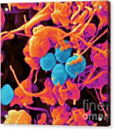 Human Platelets & Staphylococcus, Sem Acrylic Print