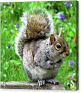 Humble Squirrel Acrylic Print