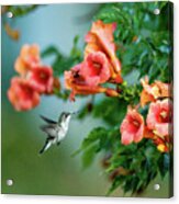 Hummer Acrylic Print