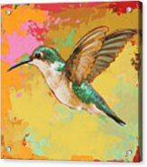 Hummingbird #19 Acrylic Print