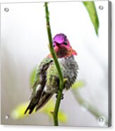 Hummingbird 4855 Acrylic Print
