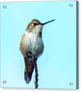 Hummingbird 8 Acrylic Print