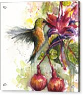Hummingbird And Fuchsia Acrylic Print