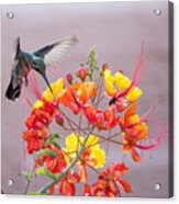 Hummingbird At Work Acrylic Print