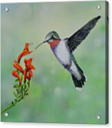 Hummingbird Beauty Acrylic Print