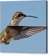 Hummingbird Acrylic Print