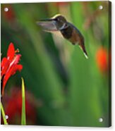 Hummingbird, Evening Light Acrylic Print