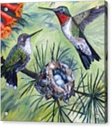Hummingbird Family Acrylic Print