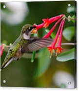 Hummingbird Feeding Acrylic Print
