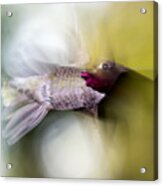 Hummingbird In Flight Acrylic Print