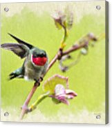 Hummingbird Fly Away Note Card Acrylic Print