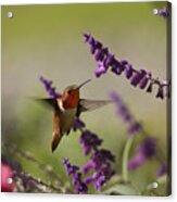 Hummingbird Acrylic Print