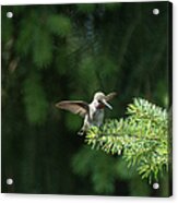 Happy Hummingbird - Original Acrylic Print