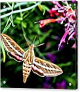 Hummingbird Moth Acrylic Print