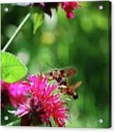 Hummingbird Moth Acrylic Print