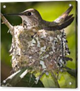 Hummingbird Nesting Acrylic Print