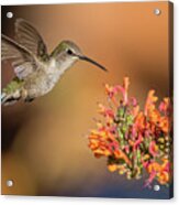 Hummingbird On The Patio Acrylic Print