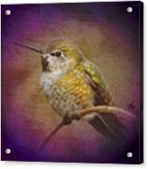 Hummingbird Rufous Acrylic Print