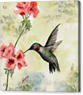 Hummingbird Acrylic Print