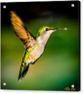 Hummingbird Sparkle Acrylic Print