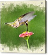 Hummingbird Sun Sweet Blank Note Card Acrylic Print